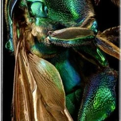 Powell Peralta Skateboard Deck BISS Cuckoo Bee - Shape 242 - 8 X 31.45